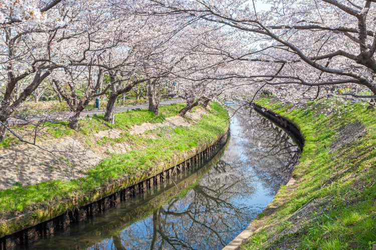 桜並木を見渡せる特別な4区画